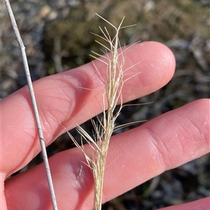 Aristida (genus) (A Wiregrass) at Obley, NSW - 25 Jun 2025 by Tapirlord