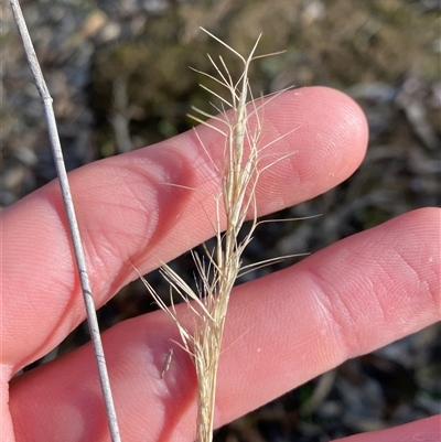 Aristida (genus) (A Wiregrass) at Obley, NSW - 25 Jun 2025 by Tapirlord