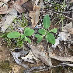 Cymbonotus (genus) (Bears Ears) at Obley, NSW - 25 Jun 2025 by Tapirlord