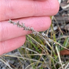 Carex appressa (Tall Sedge) at Obley, NSW - 25 Jun 2025 by Tapirlord