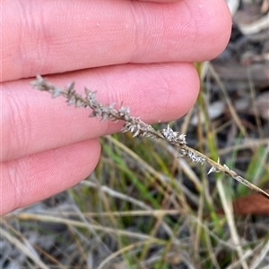 Carex appressa (Tall Sedge) at Obley, NSW - 25 Jun 2025 by Tapirlord