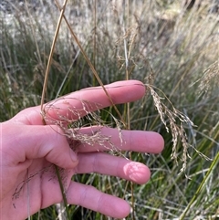 Juncus polyanthemus at Obley, NSW - 25 Jun 2025 by Tapirlord