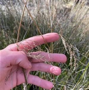 Juncus polyanthemus at Obley, NSW - 25 Jun 2025 by Tapirlord
