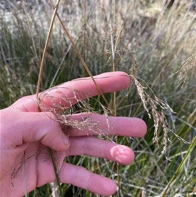 Juncus polyanthemus at Obley, NSW - 25 Jun 2025 by Tapirlord