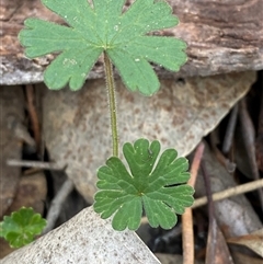 Geranium solanderi var. solanderi (Native Geranium) at Obley, NSW - 25 Jun 2025 by Tapirlord