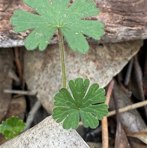 Geranium solanderi var. solanderi (Native Geranium) at Obley, NSW - 25 Jun 2025 by Tapirlord