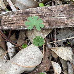 Geranium solanderi var. solanderi at Obley, NSW - 25 Jun 2025 10:01 AM