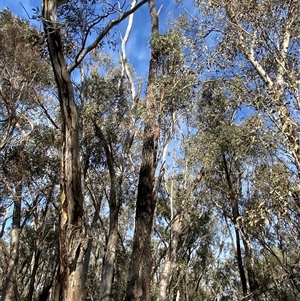 Eucalyptus sideroxylon subsp. sideroxylon (Mugga Ironbark or Red Ironbark) at Obley, NSW - 25 Jun 2025 by Tapirlord