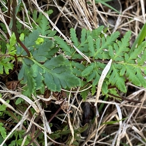 Cheilanthes sieberi subsp. sieberi (Mulga Rock Fern) at Obley, NSW - 25 Jun 2025 by Tapirlord
