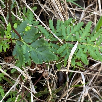 Cheilanthes sieberi subsp. sieberi (Mulga Rock Fern) at Obley, NSW - 25 Jun 2025 by Tapirlord