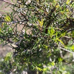 Dillwynia sieberi (Sieber's Parrot Pea) at Obley, NSW - 25 Jun 2025 by Tapirlord
