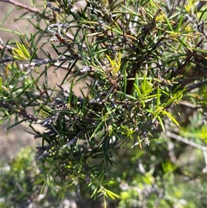 Dillwynia sieberi (Sieber's Parrot Pea) at Obley, NSW - 25 Jun 2025 by Tapirlord