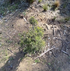 Dillwynia sieberi at Obley, NSW - 25 Jun 2025 09:58 AM