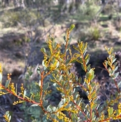 Acacia buxifolia subsp. buxifolia (Box-leaf Wattle) at Obley, NSW - 25 Jun 2025 by Tapirlord