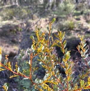 Acacia buxifolia subsp. buxifolia (Box-leaf Wattle) at Obley, NSW - 25 Jun 2025 by Tapirlord