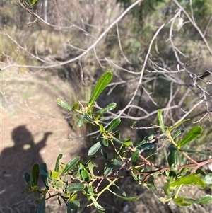Dodonaea viscosa subsp. spatulata (Broad-leaved Hop Bush) at Obley, NSW - 25 Jun 2025 by Tapirlord
