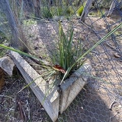 Dianella revoluta var. revoluta (Black-Anther Flax Lily) at Obley, NSW - 25 Jun 2025 by Tapirlord