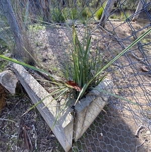 Dianella revoluta var. revoluta (Black-Anther Flax Lily) at Obley, NSW - 25 Jun 2025 by Tapirlord