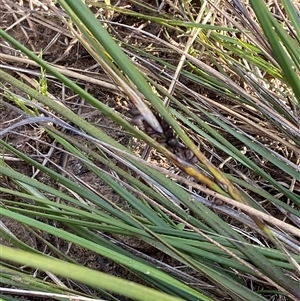 Gahnia aspera (Red-berried Saw-sedge) at Obley, NSW - 25 Jun 2025 by Tapirlord