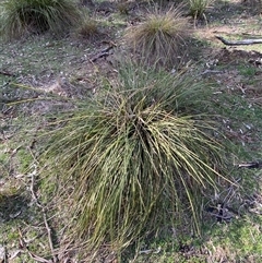Lomandra longifolia (Spiny-headed Mat-rush, Honey Reed) at Obley, NSW - 25 Jun 2025 by Tapirlord