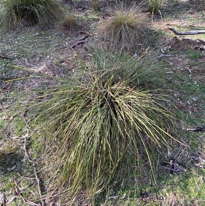 Lomandra longifolia (Spiny-headed Mat-rush, Honey Reed) at Obley, NSW - 25 Jun 2025 by Tapirlord