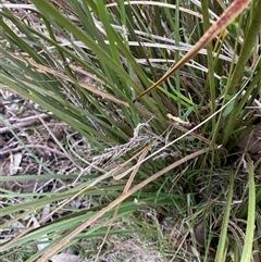 Lomandra longifolia at Obley, NSW - 25 Jun 2025 09:56 AM