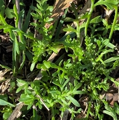 Cotula australis (Common Cotula, Carrot Weed) at Obley, NSW - 25 Jun 2025 by Tapirlord