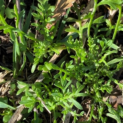 Cotula australis (Common Cotula, Carrot Weed) at Obley, NSW - 25 Jun 2025 by Tapirlord
