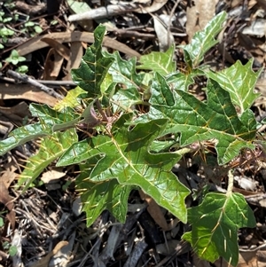 Solanum cinereum (Narrawa Burr) at Obley, NSW - 25 Jun 2025 by Tapirlord