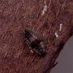 Coleoptera (order) immature at Amaroo, ACT - 7 Sep 2025 by Hejor1