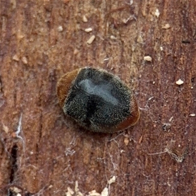 Cryptolaemus montrouzieri (Mealybug ladybird) at Amaroo, ACT - 7 Sep 2025 by Hejor1
