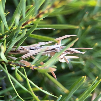 Lepidoptera unclassified IMMATURE (caterpillar or pupa or cocoon) at Belconnen, ACT - 6 Sep 2025 by Hejor1