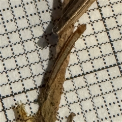 Lepidoptera unclassified IMMATURE at Belconnen, ACT - 6 Sep 2025 05:11 PM