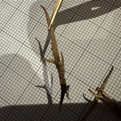 Lepidoptera unclassified IMMATURE at Belconnen, ACT - 6 Sep 2025 05:11 PM