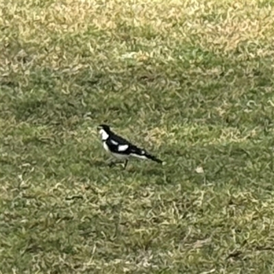 Grallina cyanoleuca (Magpie-lark) at Amaroo, ACT - 7 Sep 2025 by Hejor1
