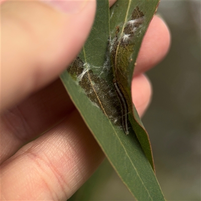 Lepidoptera unclassified IMMATURE (caterpillar or pupa or cocoon) at Amaroo, ACT - 7 Sep 2025 by Hejor1