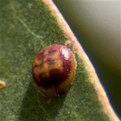 Eucalyptus insect gall at Amaroo, ACT - 7 Sep 2025 by Hejor1