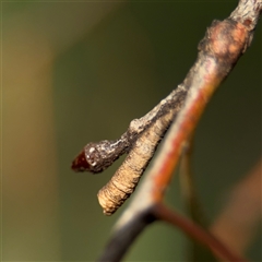 Machaerotinae sp. (subfamily) (Tube Spittlebug) at Amaroo, ACT - 7 Sep 2025 by Hejor1