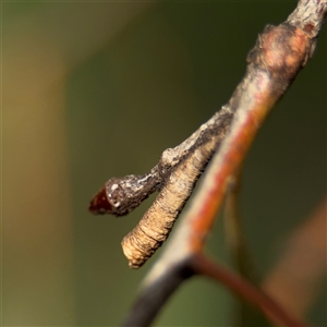 Machaerotinae sp. (subfamily) (Tube Spittlebug) at Amaroo, ACT - 7 Sep 2025 by Hejor1