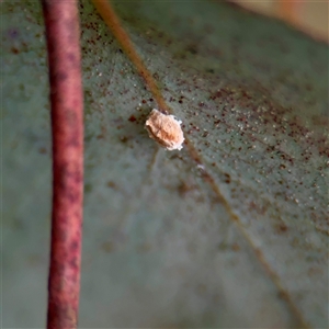 Eriococcidae sp. (family) (Unidentified felted scale) at Amaroo, ACT - 7 Sep 2025 by Hejor1