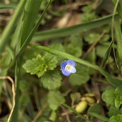 Veronica persica (Creeping Speedwell) at Amaroo, ACT - 7 Sep 2025 by Hejor1