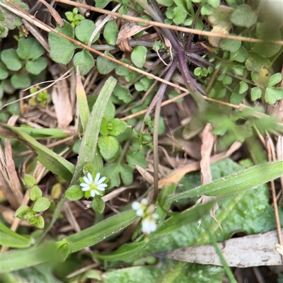 Stellaria media (Common Chickweed) at Amaroo, ACT - 7 Sep 2025 by Hejor1