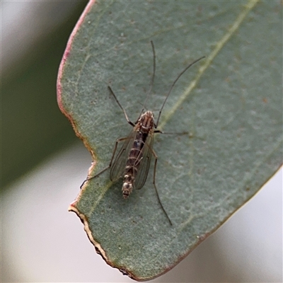 Chironomidae (family) (Non-biting Midge) at Amaroo, ACT - 7 Sep 2025 by Hejor1