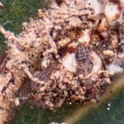 Hemiptera (order) at Amaroo, ACT - 7 Sep 2025 by Hejor1