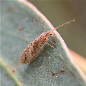 Micromus tasmaniae (Tasmanian Brown Lacewing) at Amaroo, ACT - 7 Sep 2025 by Hejor1