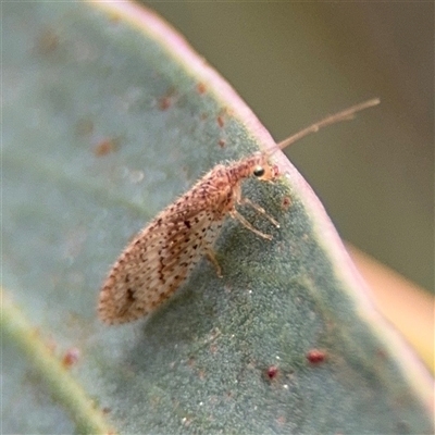 Micromus tasmaniae (Tasmanian Brown Lacewing) at Amaroo, ACT - 7 Sep 2025 by Hejor1
