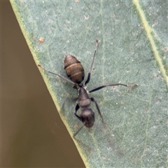 Camponotus aeneopilosus (A Golden-tailed sugar ant) at Amaroo, ACT - 7 Sep 2025 by Hejor1