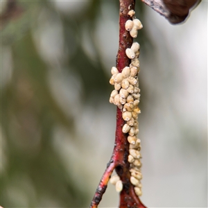 Eriococcidae sp. on Eucalyptus blakelyi (Felted scale on Eucalyptus blakelyi) at Amaroo, ACT - 7 Sep 2025 by Hejor1