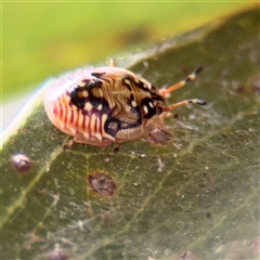 Anischys luteovarius (A shield bug) at Amaroo, ACT - 7 Sep 2025 by Hejor1