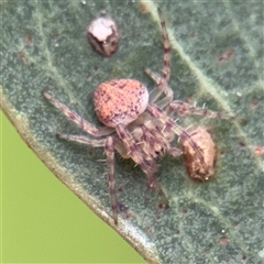 Araneinae (subfamily) at Amaroo, ACT - 7 Sep 2025 by Hejor1